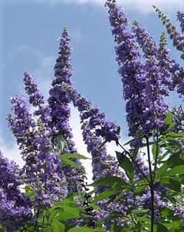 AGNOCASTO” Vitex agnus castus”ricco di flavonoidi