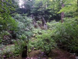 bosco del parco nazionale di plitvice